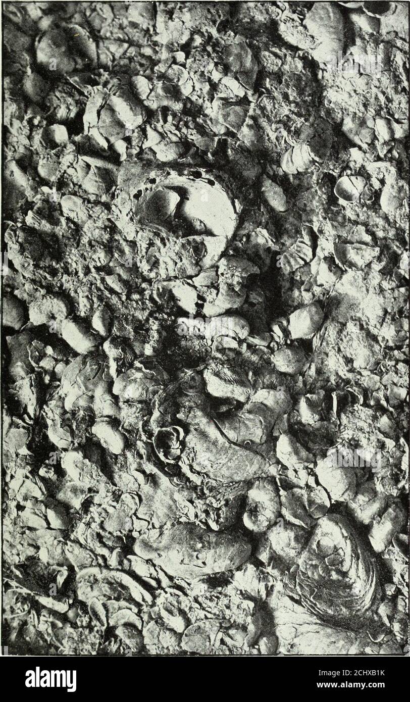 . Annual report of the United States Geological Survey to the Secretary of the Interior . gradually loses its bituminous character and becomesmore and more calcareous with decreasing thickness southward fromRed River, until, at the San Gabriel, it finally ceases to form a recog-nizable horizon. PALEONTOLOGY OK THE KIAMITIA FORMATION. Apparently there is no other bed of rocks in the Texas Cretaceoushaving the extent and thickness of the Kiamitia clays which containsso few species of fossils. GrypTvam corrugata, 0. navia Hall (Exogyraforniculata White), ScJdoenbachia belknap-ii Marcou, and Exogy Stock Photo