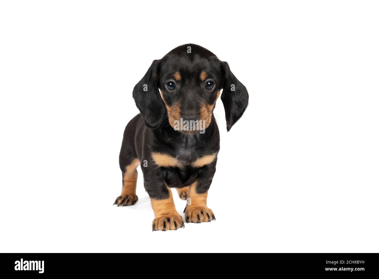 Mallie, a Black & Tan Female Dachshund Puppy 742147