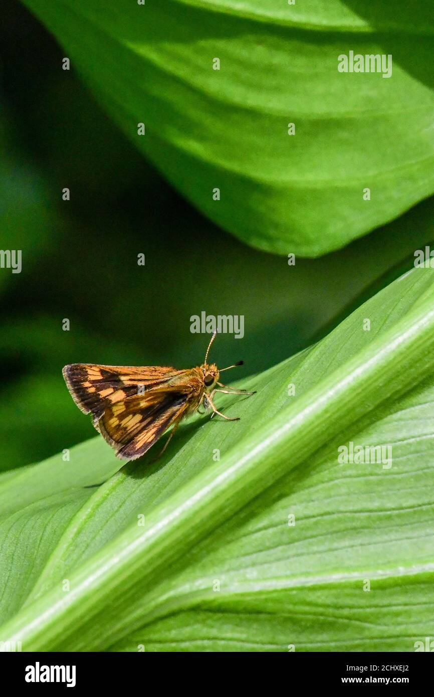 Skipper butterfly - Hesperiidae - on green leaf - calla lily leaf with diurnal butterfly - brown butterfly antenna Stock Photo