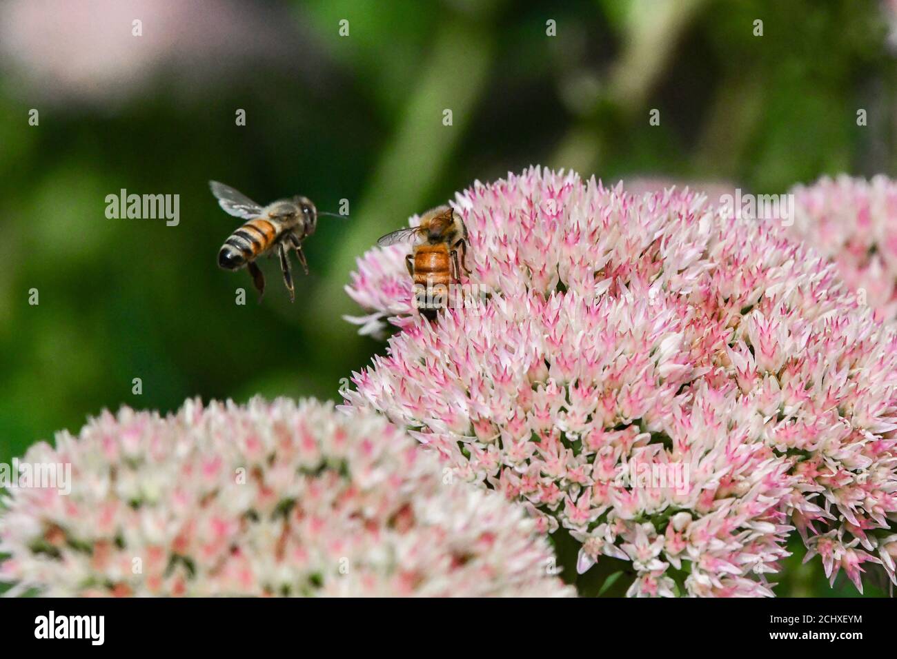 honey bee - Apis mellifera - pollinating a pink flower Autumn Joy stonecrop - Sedum Telphium - apis honeybee on flower completing pollination Stock Photo