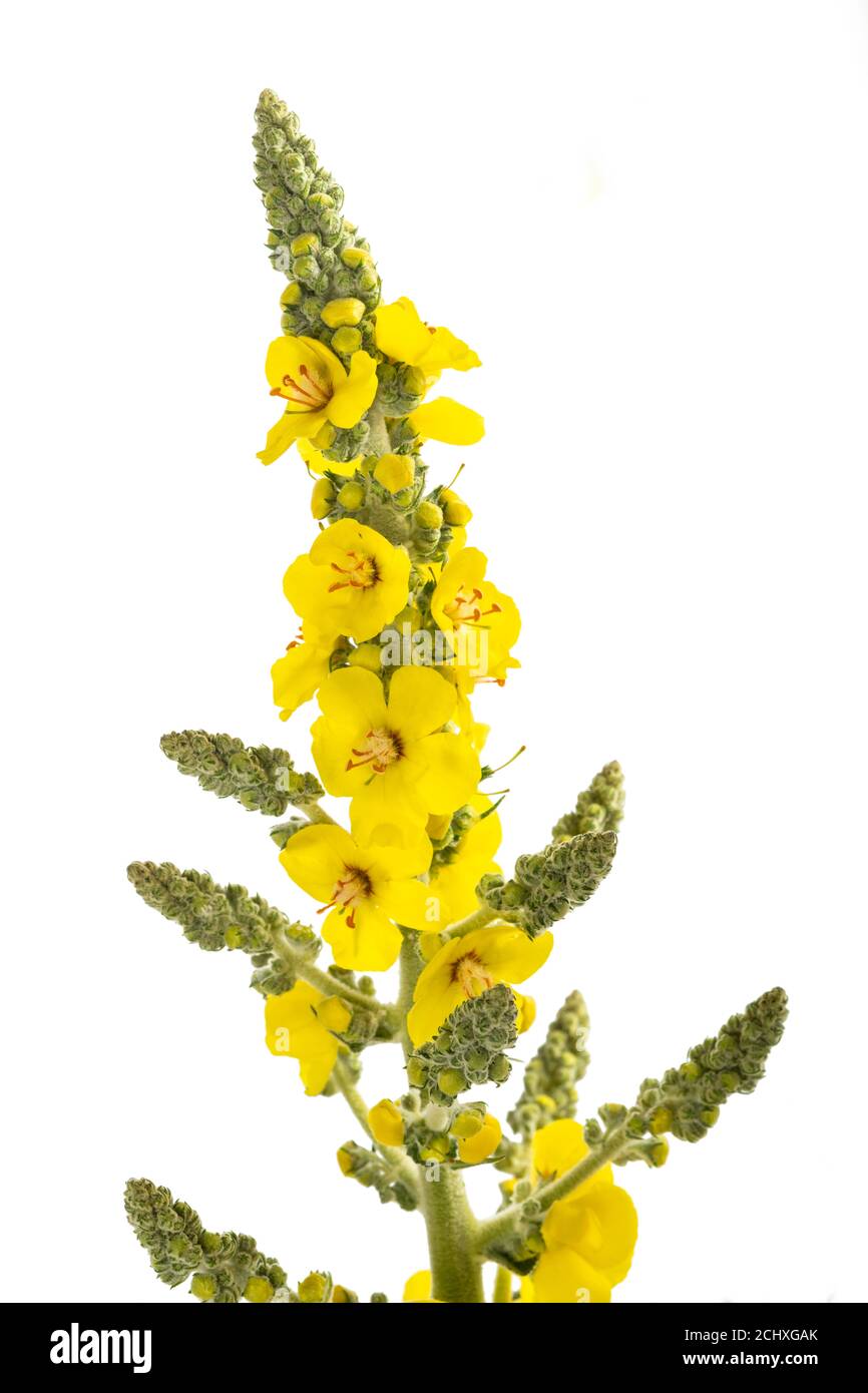 Mullein Flowers Isolated On White Background Stock Photo Alamy