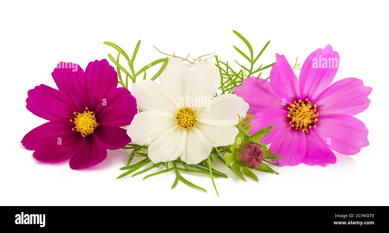 Garden cosmos isolated on white background Stock Photo