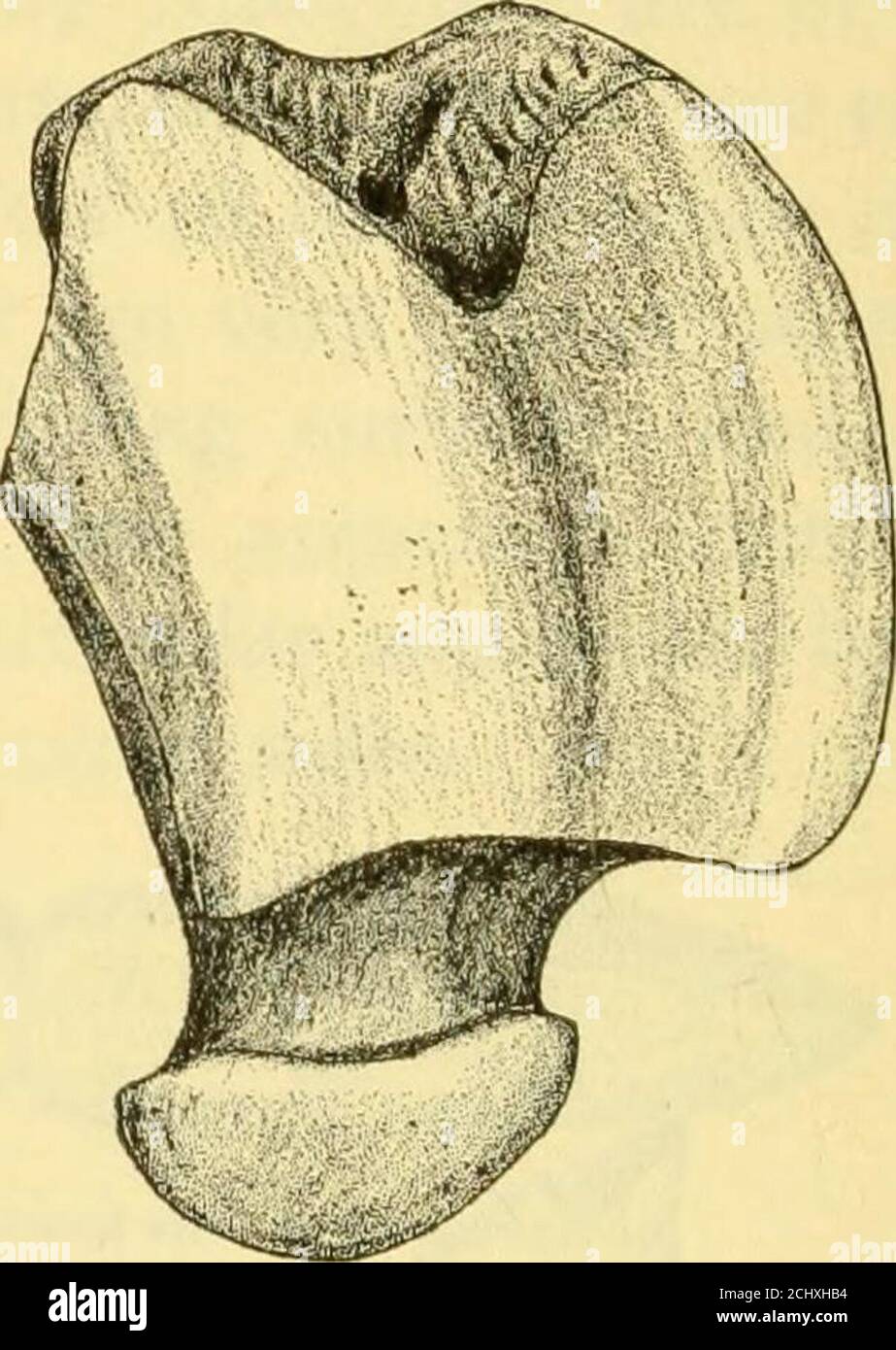 . The Deseado formation of Patagonia . Fig. g8. Astragulus, dorsal aspect—1/2natural size, after Ameghino. Stock Photo