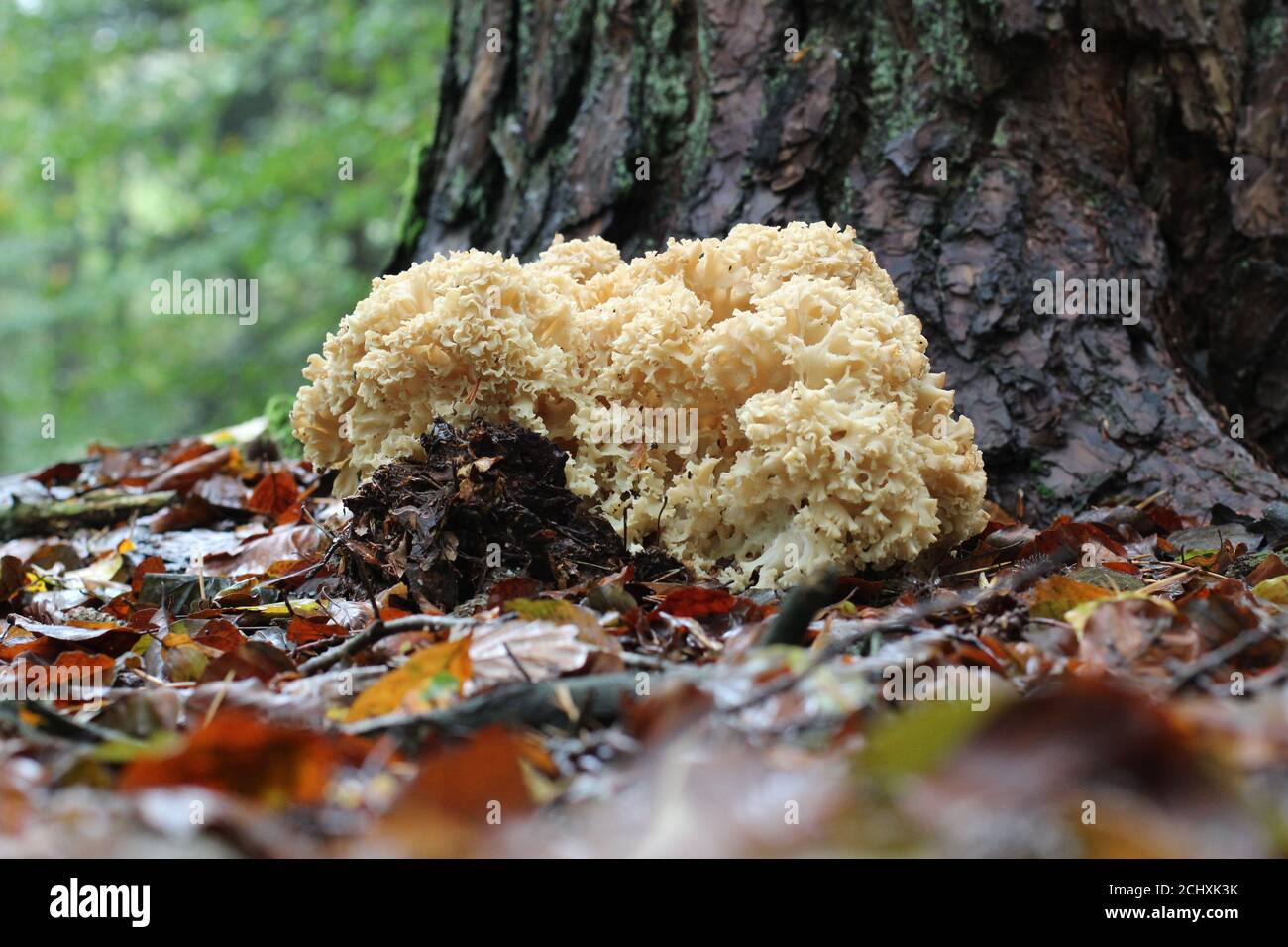 Closeup shot of Coral mushroom in the forest Stock Photo