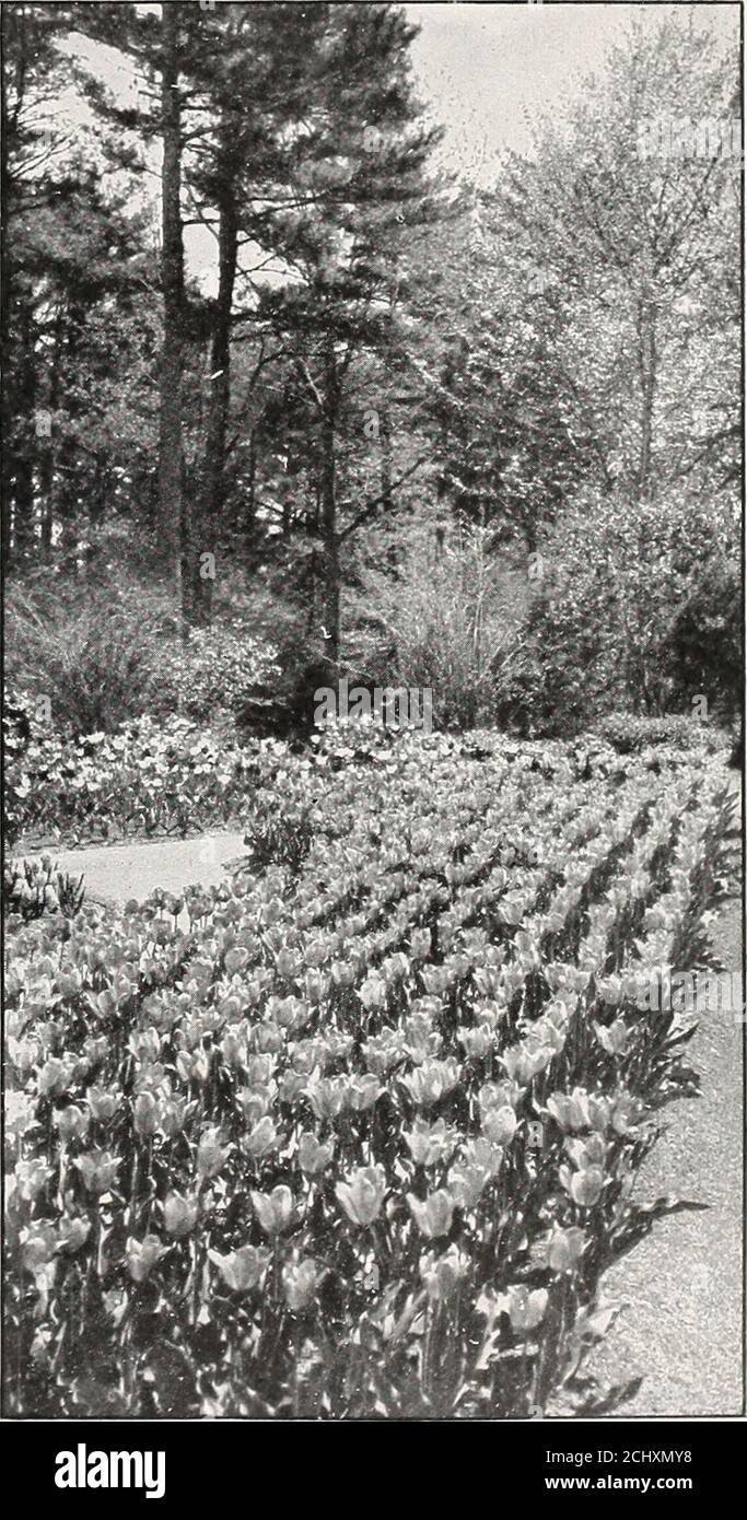 . Beckert's bulb catalogue : fall 1916 . lvery white stripe on the middle of each petal and broadening toward the base adds to the beauty 04 40 2 75 *La Reine Maximus. ll-M. White,tinged rose; same as La Reine, but twice its size 04 40 2 75 La Remarquable. 12-L. Immense flowerswith reflexing petals; claret-purple, light border 06 50 3 50 Le Matelas. 12-E. Silvery pink tipped with white and shaded with blush-white . 05 45 3 00President Lincoln (Queen of Violets).10-M. Pale violet, edged white; good bedder 04 4Q 2 50 Primrose Queen (Herman Schlegel).10-M. Solt primrose; different in color fromot Stock Photo