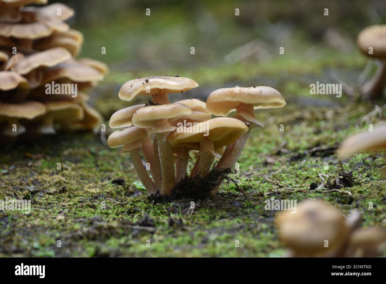Tiny mushroom in Azores Stock Photo