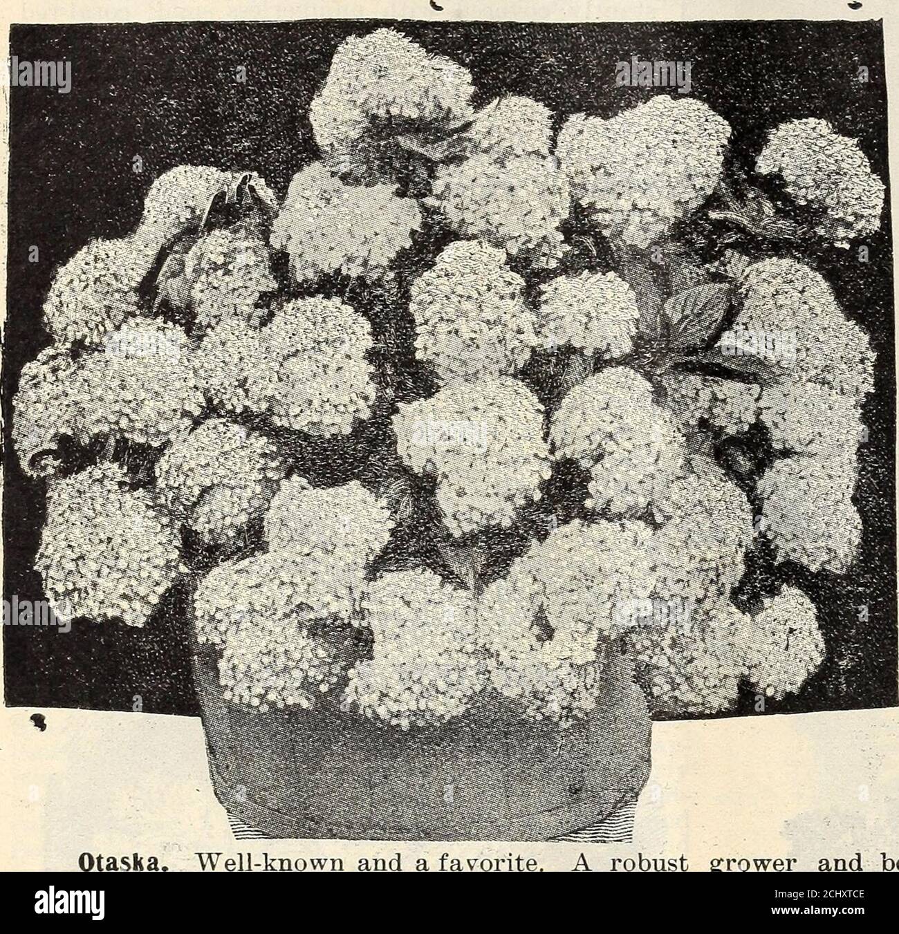 . Lovett's special catalogue of roses geraniums cannas palms carnations, chrysanthemums gladiolus, lilies, hardy herbaceous plants, and other summer flowering plants and bulbs . 48 / T. loVett, Little silver an.d., rei&gt; sank, n. j.SUPERIOR MIXED GLADIOLUS. I^IOINIMOUTH I^IIXTURE. Composed exclusively of choice named var-ieties and embrace all colors, such as white, pink, reds of every shade,yellow, striped and variegated—the light colors predominating, and iswithout doubt the finest strain of Mixed Gladiolus in commerce. Forbedding and massing they are particularly valuable and will affordr Stock Photo