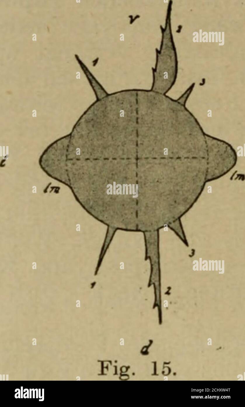 . Archiv furgeschichte . rechte Körper Seite gerückt und um nahezu 90 verdreht. Cobbglaubt diese Drehung auch für das Vorderende annehmen zumüssen und nach seiner Vorstellung wäre es sehr schwer, die Kopf-borsten auf das übliche Verhalten bei den Nematoden zurückzu-führen. So stellt sich Cobb (Fig. 15) vor, daß eine Drehung um90° stattgefunden habe, so daß median und lateral vertauscht sind. Die Beobachtung der Präparate sämtlicher von mir unter-suchter 4 Arten führte mich (Fig. 16) zu einer abweichenden Vor- ^) Verfasser findet vor der letzten Häutung die typische Kopfbewaff-nung; Cobb düi-ft Stock Photo