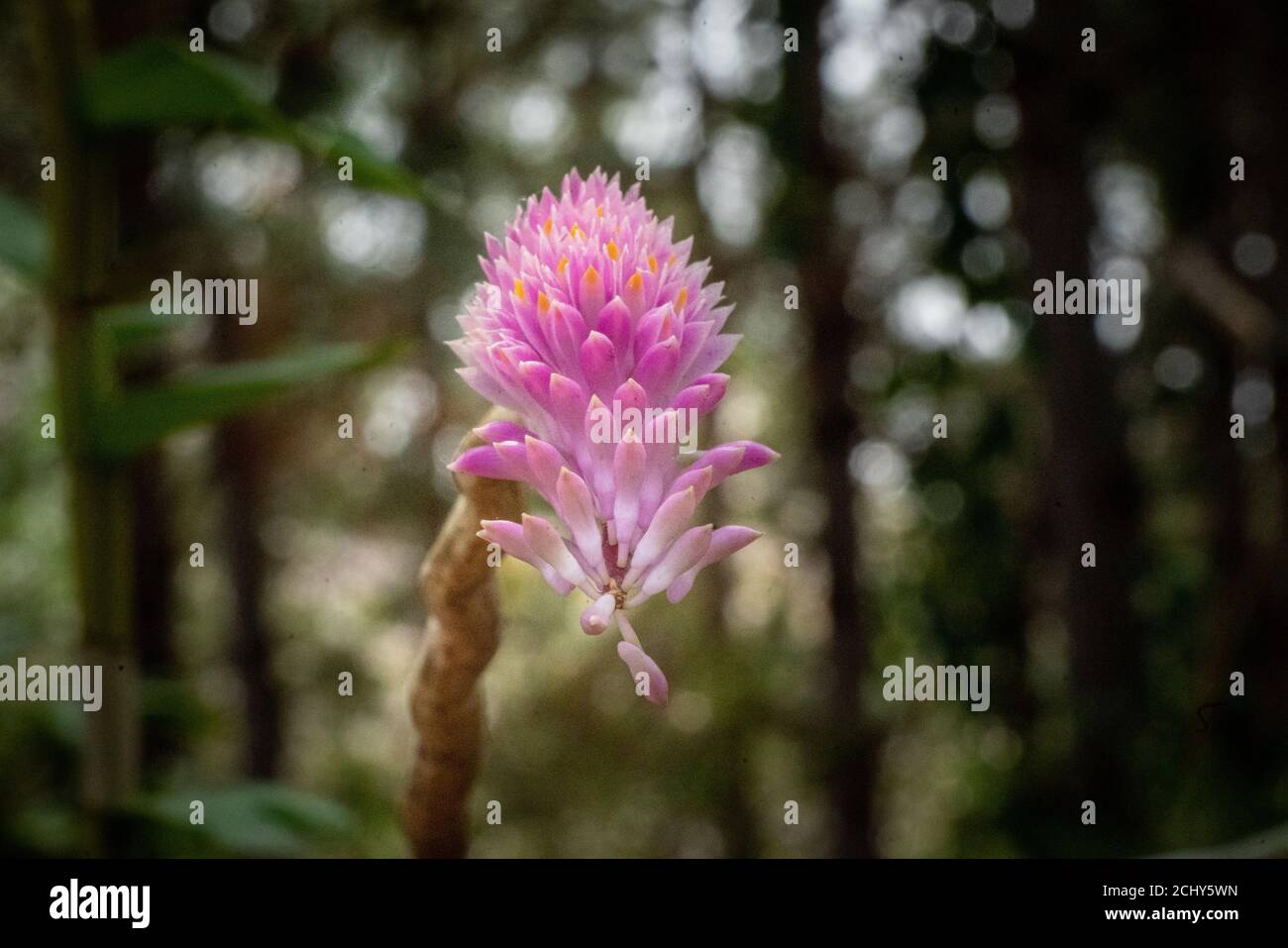 Textura de cultivo verde hi-res stock photography and images - Alamy