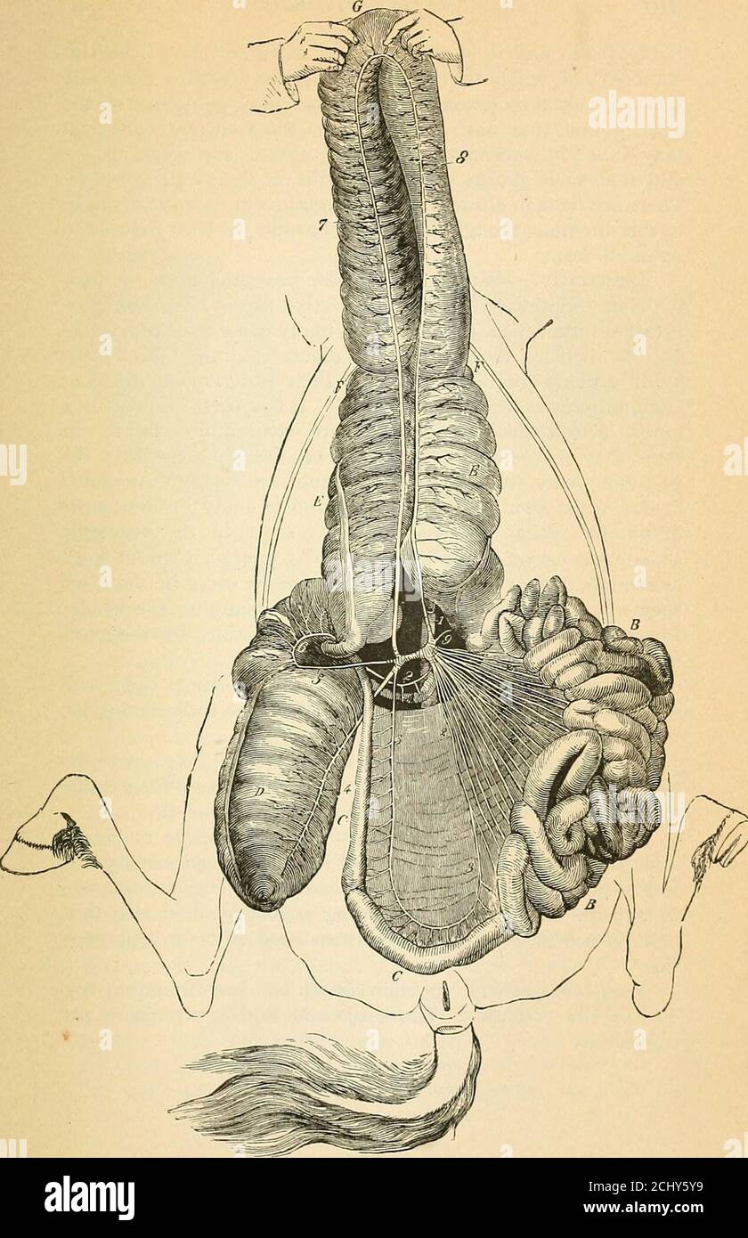 . A text-book of comparative physiology for students and practitioners of comparative (veterinary) medicine . Pig. 251.—Intestinal tubules (follicles of Lieberkiihn) 1 x 100 (Sappey). A, from dog;B, ox; C, sheep; D, pig; E, rabbit. be obtained in such manner. Moreover, the greatest diversityof opinion prevails as to the facts themselves, so that it seemsscarcely worth while to state the contradictory conclusions ar-rived at. It is, however, on the face of it, probable that the intestine—even the large intestine—does secrete juices that in herbivora,at all events, play no unimportant part in th Stock Photo
