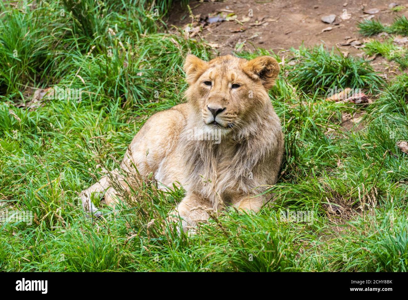 Male Asiatic lion cub (Panthera leo persicus) resting in enclosure at Edinburgh Zoo, Scotland, UK Stock Photo