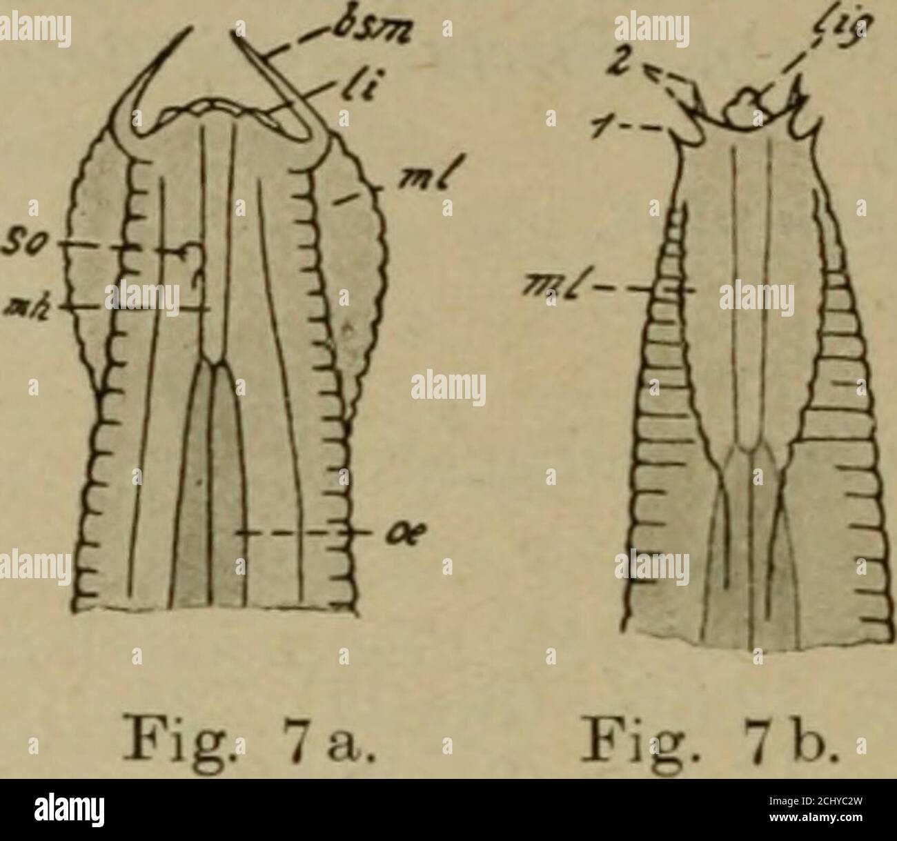 Archiv furgeschichte . rplumpheit und die Langschwänzigkeit von CobbsP.  cephalatus, den ich trotzdem, wie weiter unten ausgeführt wird,unserer Art  synonym erachte, doch als Varietät anerkenne. Auf die Wiedergabe der  Variationspolygone verzichte