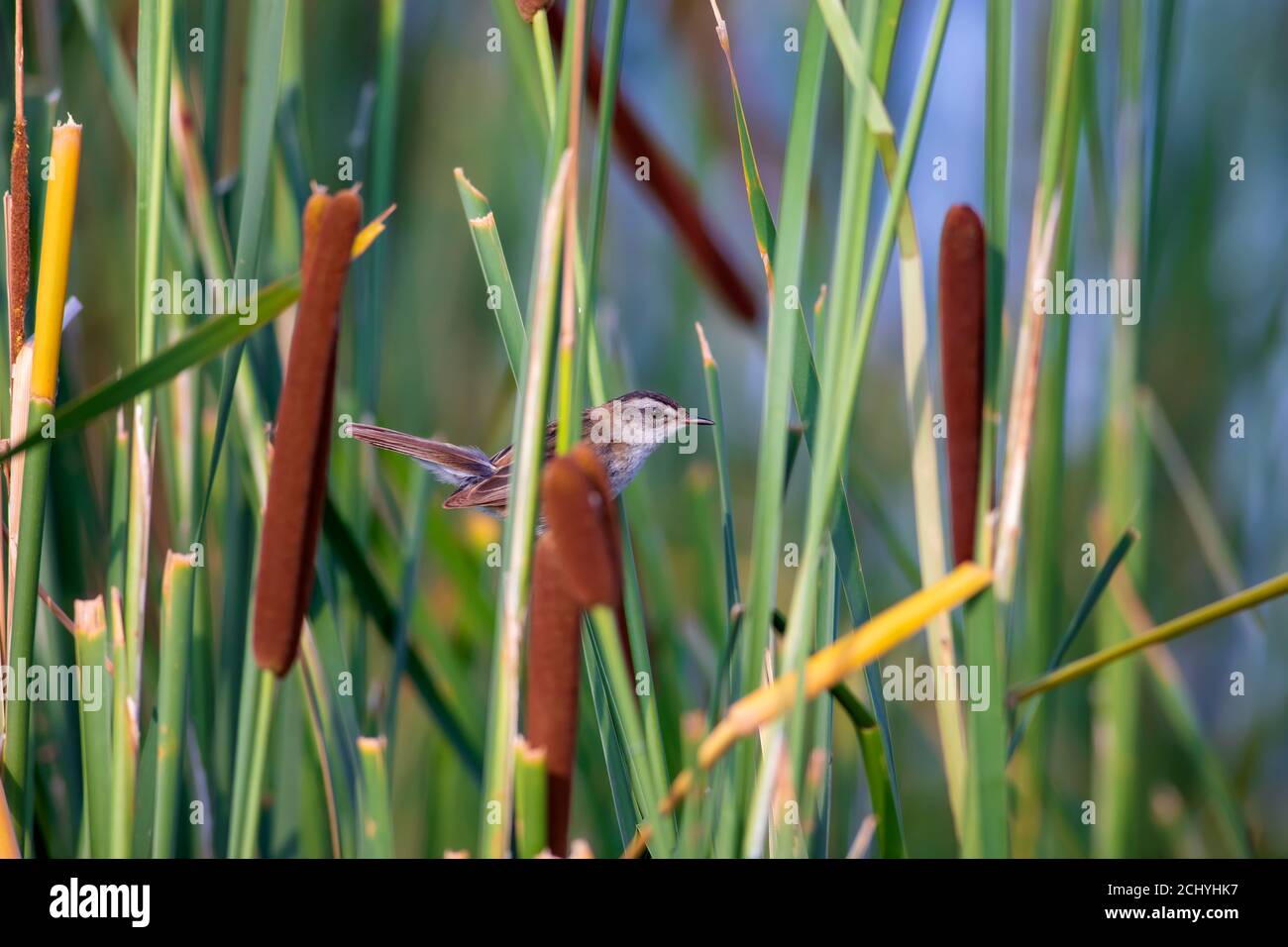 Nature and bird. Green red nature background. Moustached Warbler. Stock Photo