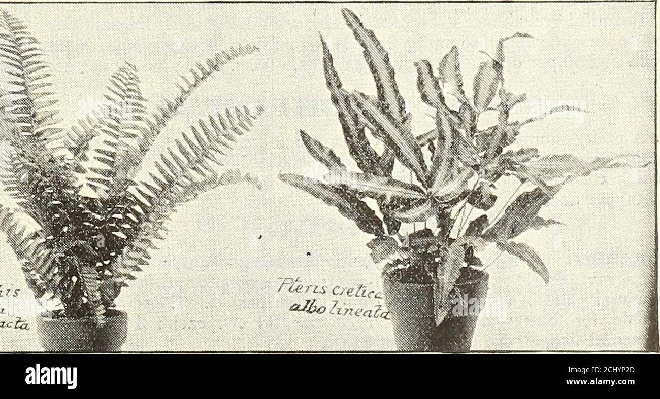 . Dreer's garden 1902 calendar . ietiesoffered below are among the most interesting. Ca!sia, Caesia Arborea, Cuspidata, Cnspidata Elongata, Denticulata, Emiliana, Flabellata, 15 cts. each ; set of 13 varieties, $1.60. Krauseana Aurea, Krauseana Variegata, Martensi, Martensi Variegata, Vogelli, Walichii. JAPANESE FERN BALLS. (DavalUa BuUata.) A variety from Japan, with deep green fronds 8 to 10 incheslong, from creeping rootstocks or rhizomes. These are made up bythe Japanese into fanciful shapes, such as balls, wreaths andvarious other figures, and may be suspended from the roof of theconserva Stock Photo