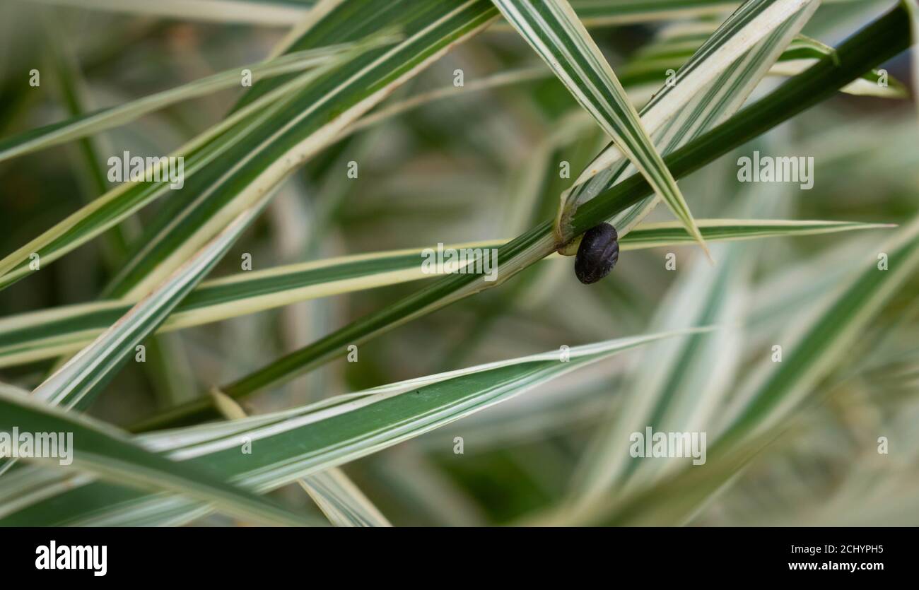 Small round snail on the leaves of Phalaris arundinacea, also known as reed Canary grass. Stock Photo