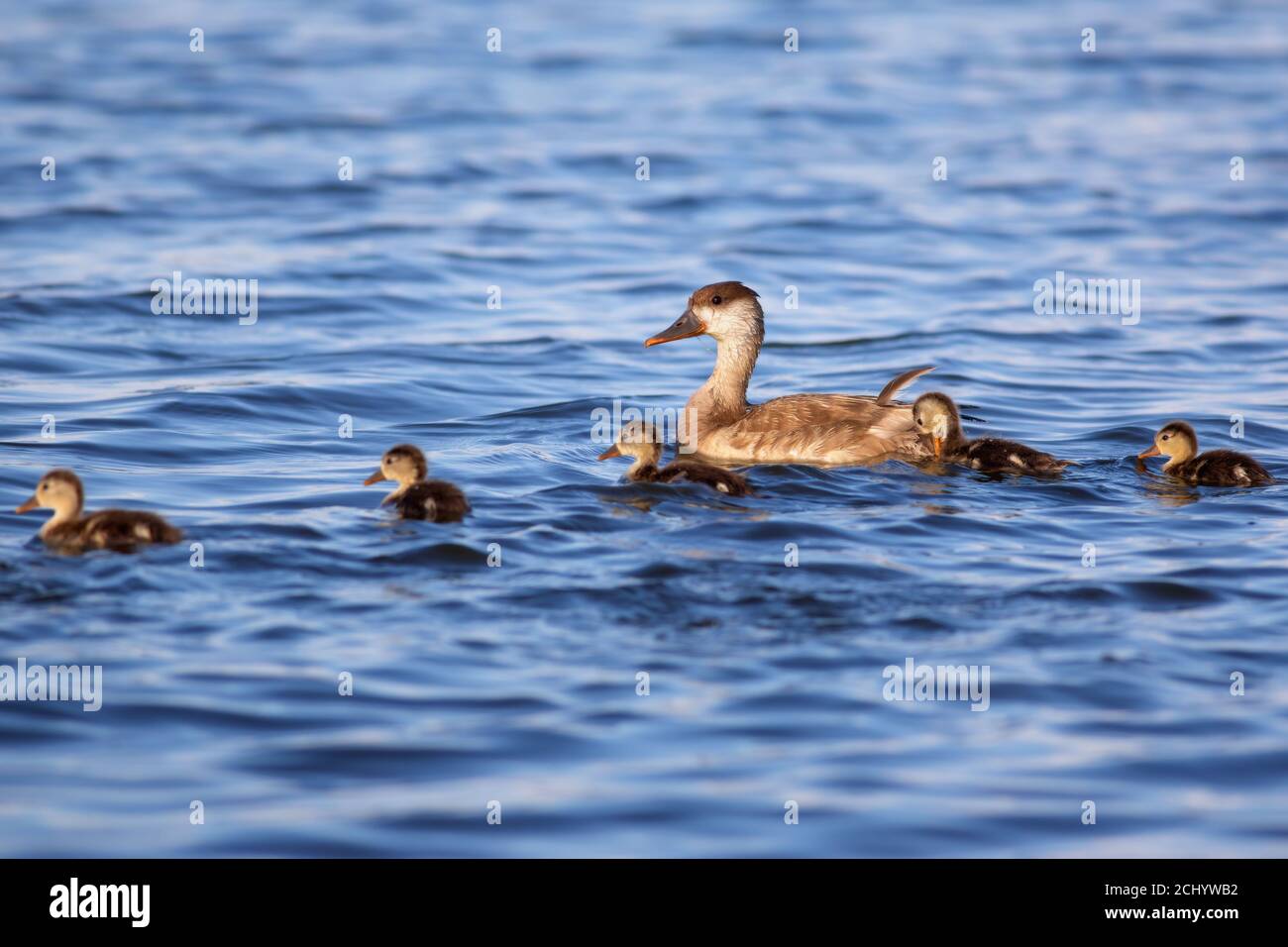 Duck family. Nature background. Red crested Pochard. Stock Photo