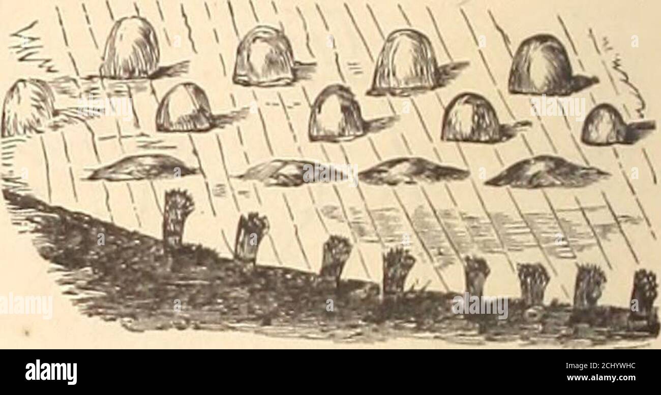 Threshing sledge hires stock photography and images Alamy