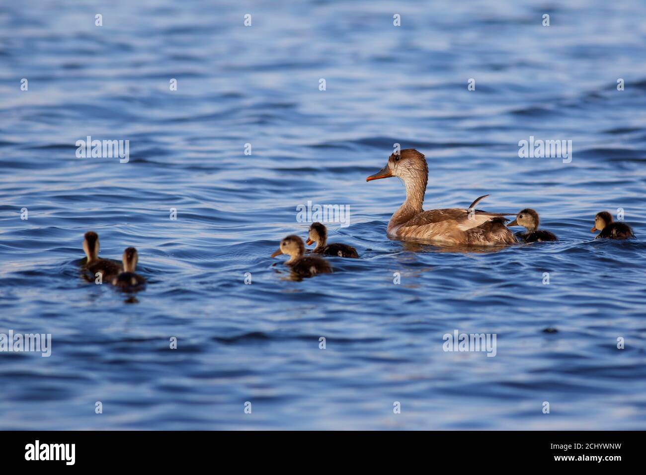 Duck family. Nature background. Red crested Pochard. Stock Photo