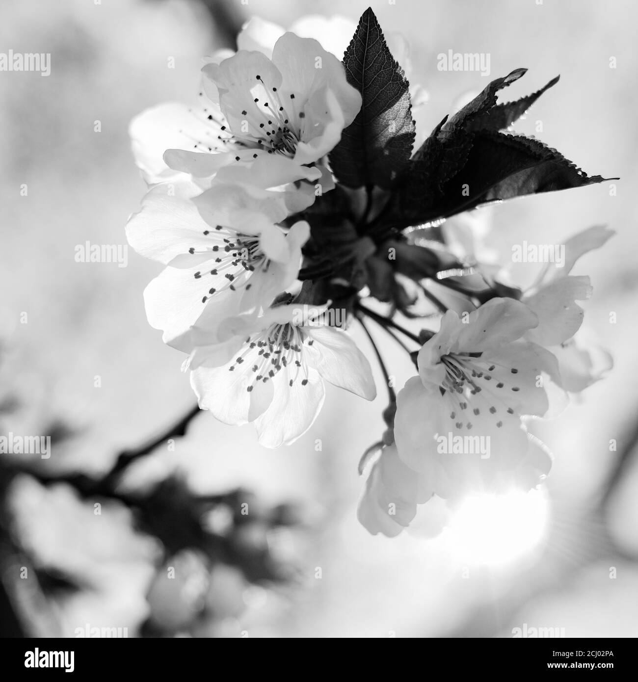 Beautiful flowering cherry branch in black and white against the backdrop of the spring sun Stock Photo