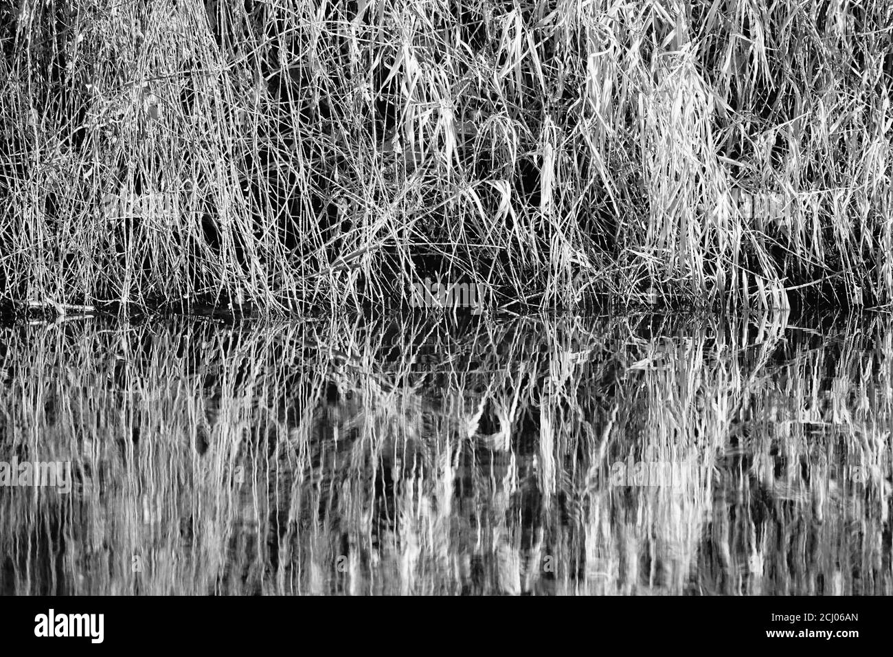 Dark pond of water plants Black and White Stock Photos & Images - Alamy