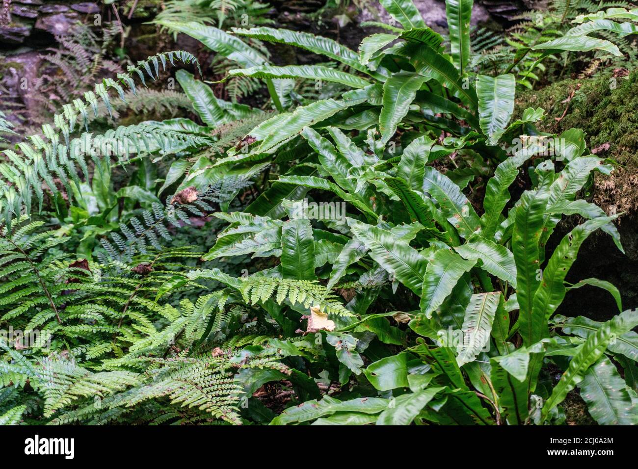 A Harts Tongue Fern on the right in a group of fern trees. Stock Photo