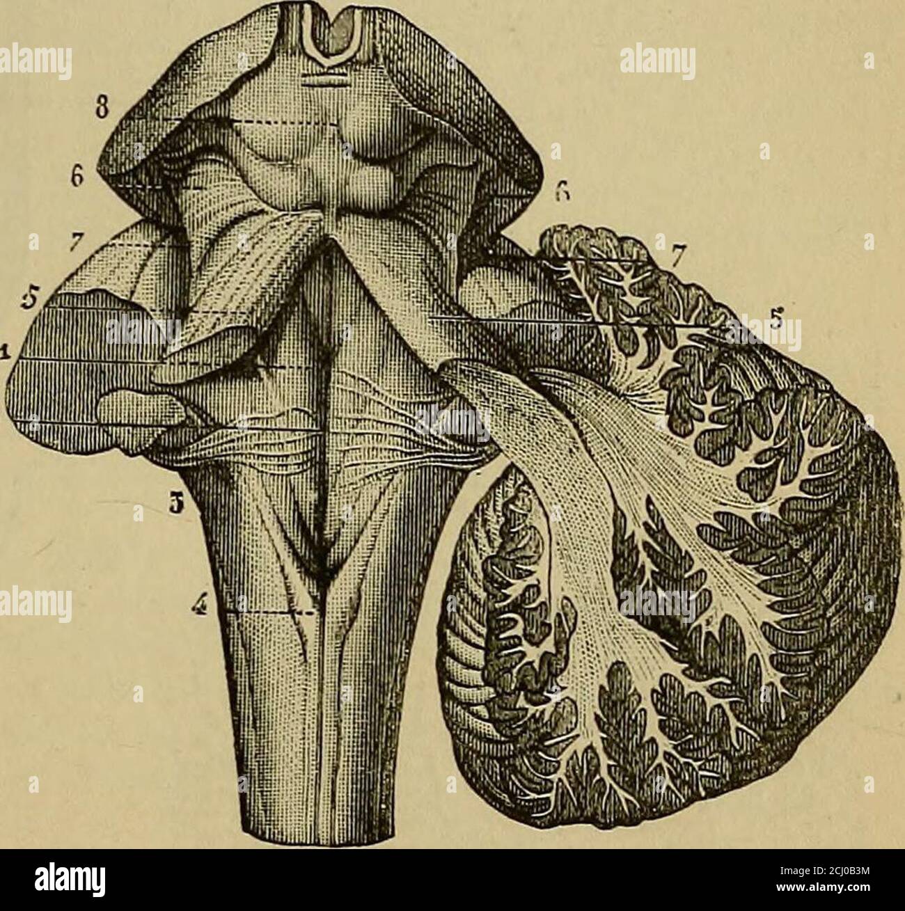 . Quain's elements of anatomy . mediately outside the superior peduncles to reach the lateralwall of the fourth ventricle. Here they turn sharply downwards, at aright angle, and become the restiform bodies of the medulla oblongata. Fig. 282.—FiGiTRE snowisa Fig. 282. THE THREE PAIRS OF CERE-BELLAR PEDUNCLES (fromSappey after Hirschfeld andLeveille). On the left side the tlu-eecerebellar peduncles have beencut short; on the right sidethe hemisphere has been cutobliquely to show its connection■with the superior and inferiorpeduncles. 1, median groove of thefourth ventricle ; 2, the samegroove at Stock Photo