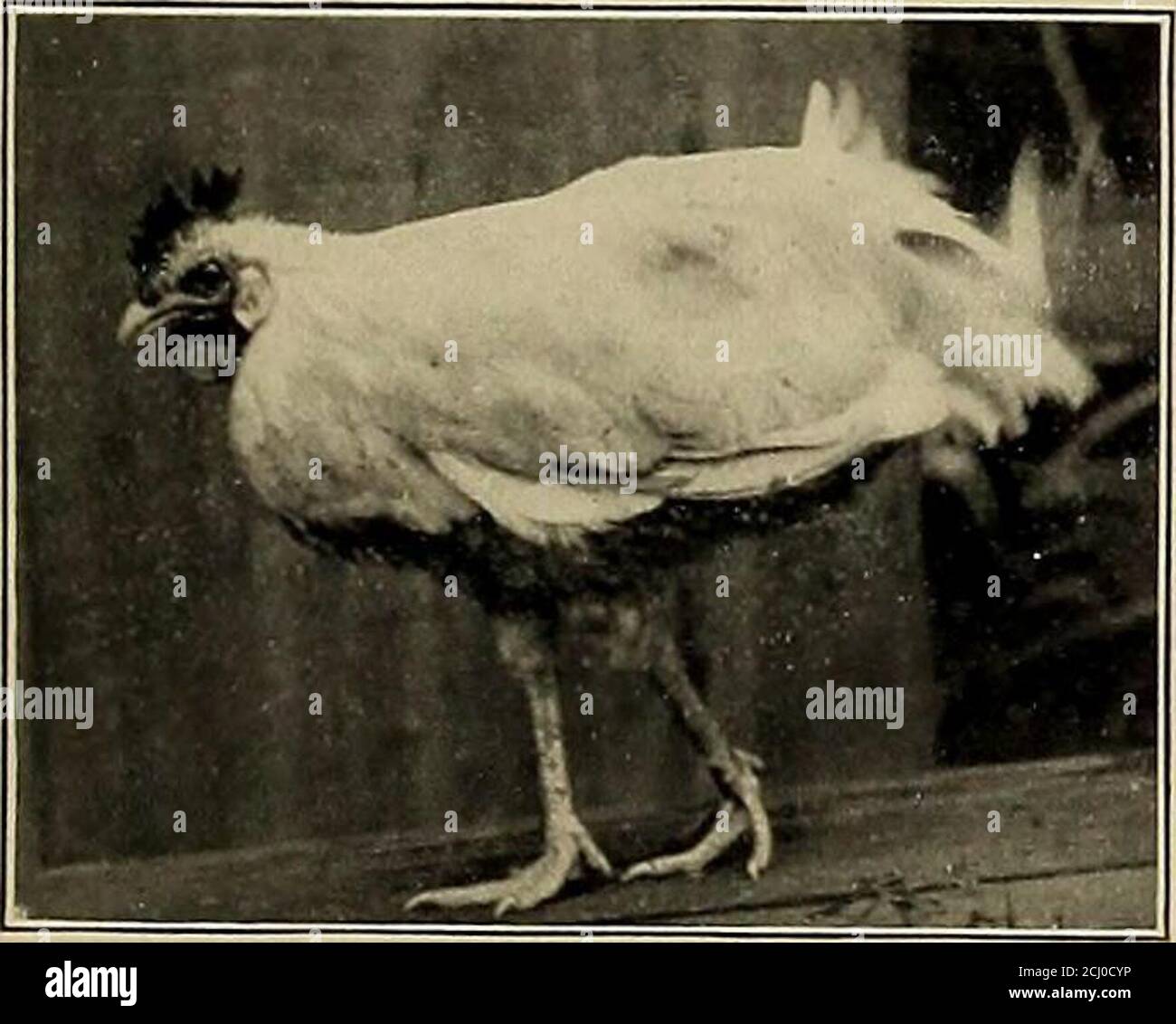 . The Philippine journal of science . Fig. 1.—Cages used (or fowls ...