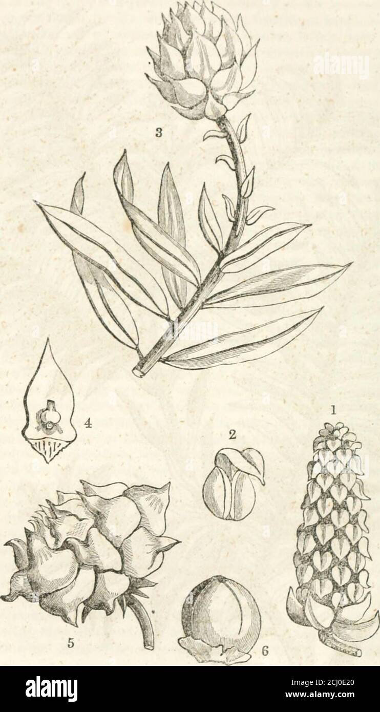 . The Horticulturist and journal of rural art and rural taste . carp, the females of a Dammar, the fruit of a Juniper, the seed of a Dacrydium,aiul the habit of a Yew. Its fleshy fruit, composed of consoliihited scales, inclosingnut-like seed, and formint; wliat is technically culled a Ciulbulus, places it nearJuniperus, from which it more especially differs in its anthers not being peltate,. B.—Fructification of Saxe-Gotbaea. nor its fruit composed of a single whorl of perfect scales, and in its ovule havingtwo integuments instead of one. In the last respect, it approaches Podocarpus,and espe Stock Photo