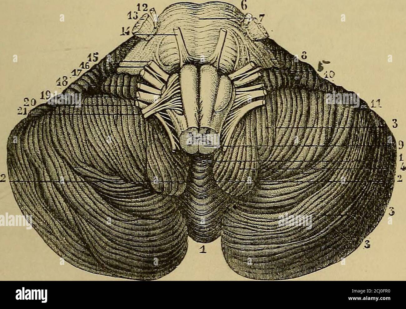 . Quain's elements of anatomy . ess, where they are less marked than on the hemispheres. More-over, the laminae on that become reduced in number, the posteriorsuperior lobe being, indeed, represented on the worm only by a singlewell-marked lamina, the so-called/o//i«?i cacuminis (fig. 277, below c). 2. On the under surface of the cerebellum, a. On the lateral hemi-spheres. From behind forwards aie eumnerated the posterior inferiorlobe (fig. 276, pi), the slender lobe (fj), the biventral lobe (bi), theamygdala (fig. 278, 4) and ih.Q flocculus {^g. 276,/). The first threeare of considerable exte Stock Photo