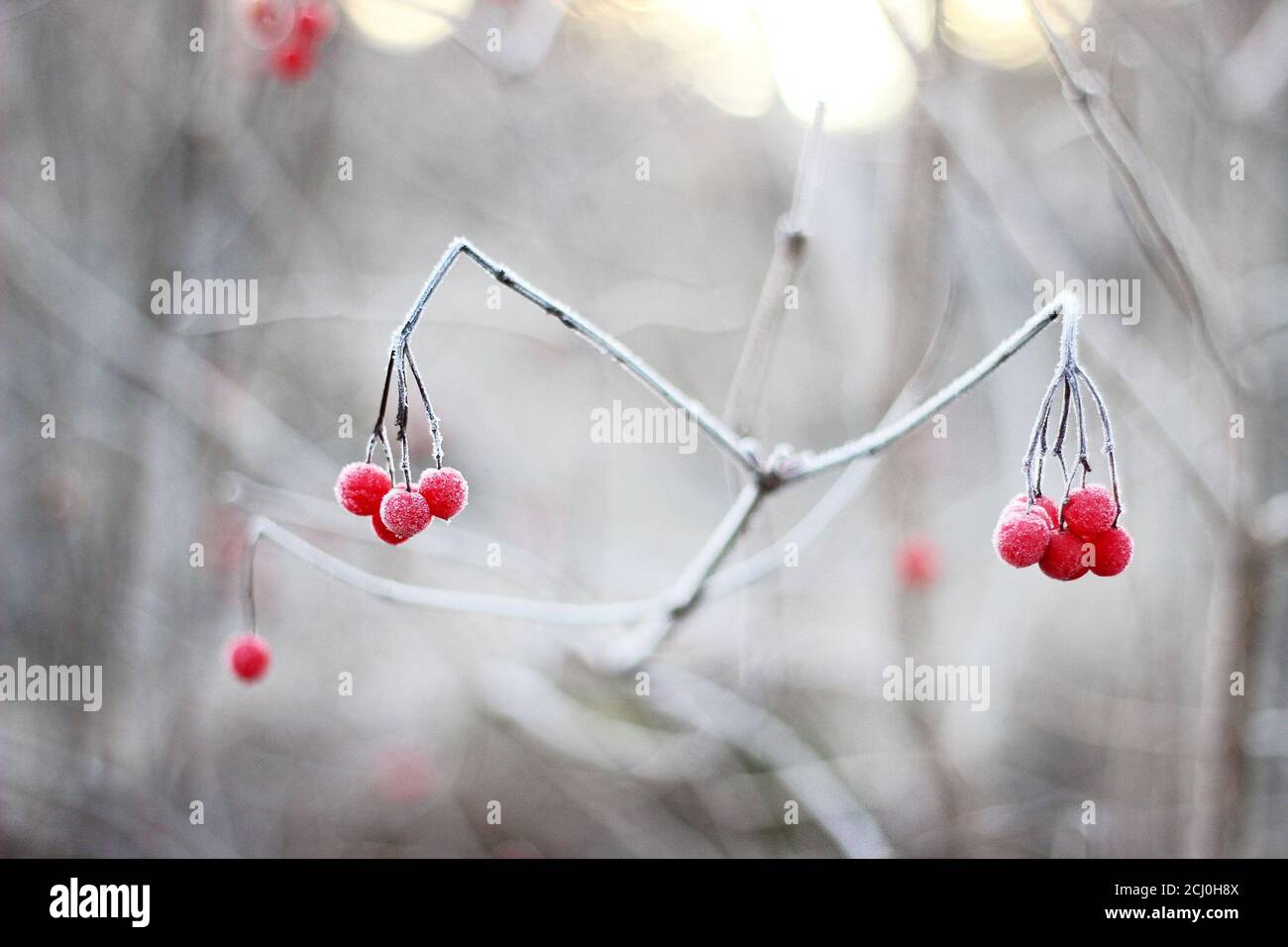 Red berries covered in frost Stock Photo - Alamy