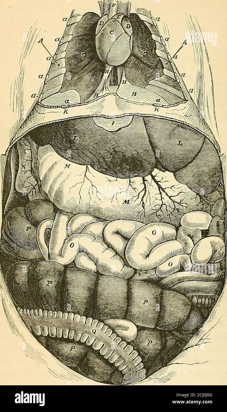 . A text-book of comparative physiology for students and practitioners of comparative (veterinary) medicine . great variety in the alimentary tract, both anatomicaland physiological, must be expected. Vegetable food mustusually be eaten in much larger bulk to furnish the neededelements; hence the great length of intestine habitually foundin herbivorous animals, associated often with a capaciousand chambered stomach, furnishing a larger laboratory inwhich Nature may carry on her processes. To illustrate, thestomach of the ruminants consists of four parts (rumen, reticu-lum, omasum or psalterium Stock Photo