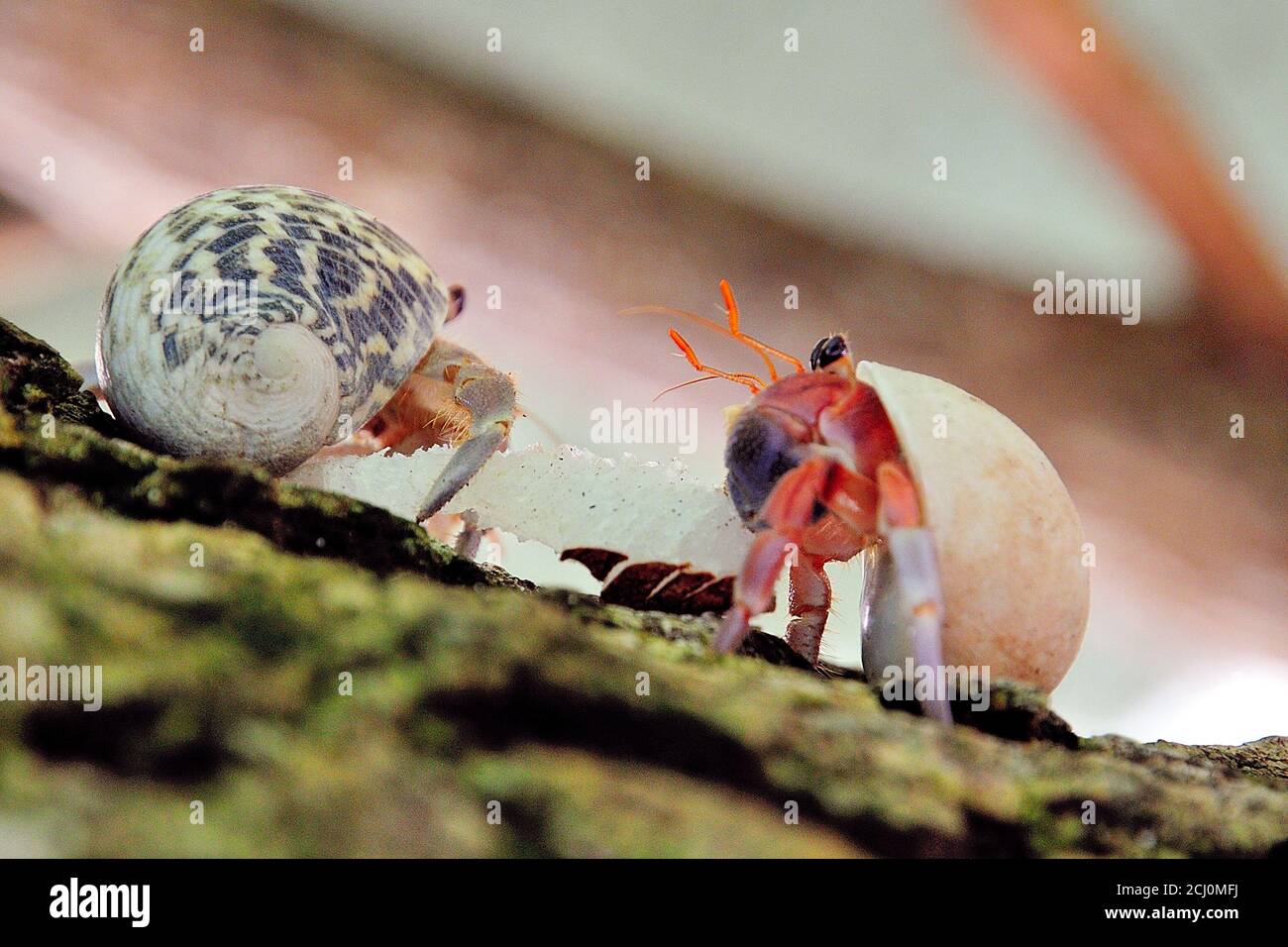 Land Hermit Crabs High Resolution Stock Photography and Images - Alamy