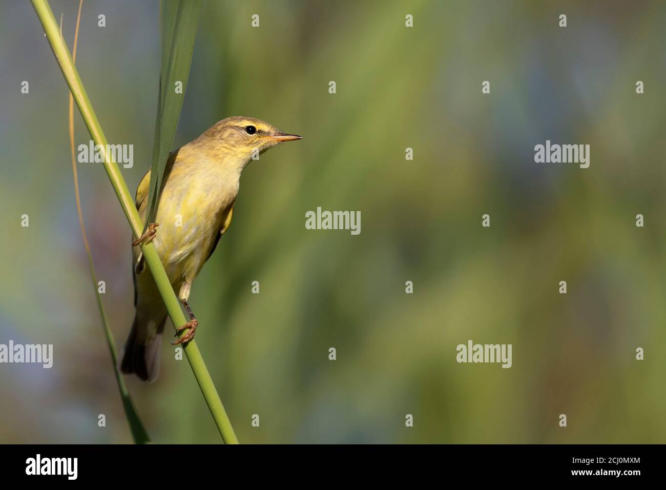 Cute yellow bird. Green nature background. Bird: Willow Warbler. Stock Photo