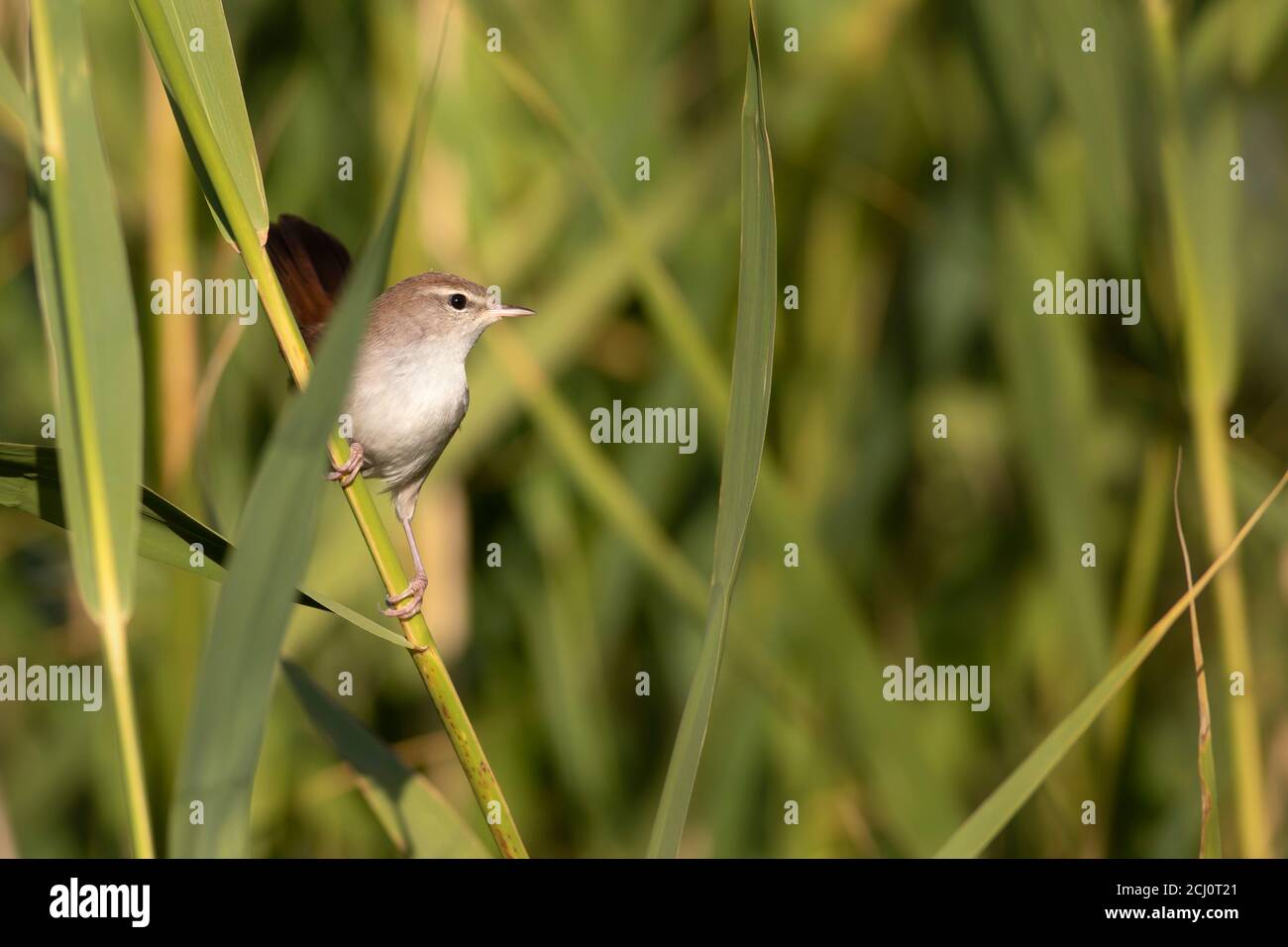 Cute little bird. Green yellow nature background. Bird: Cetti's  Warbler. Stock Photo