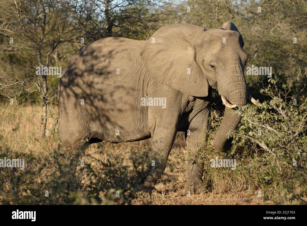 African elephant living in wild in South Africa. Stock Photo