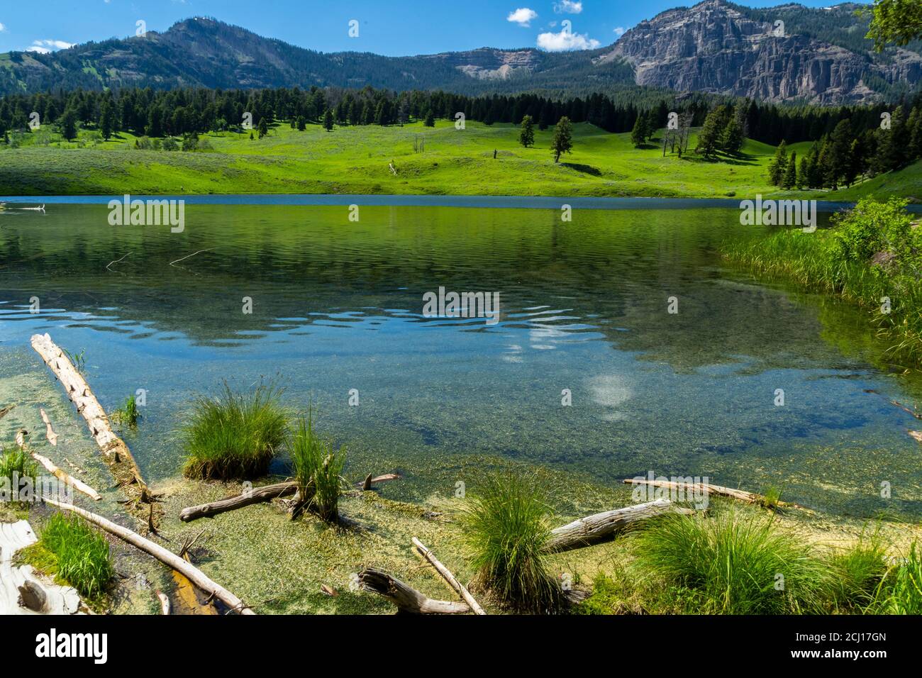 Yellowstone lake otters hires stock photography and images Alamy