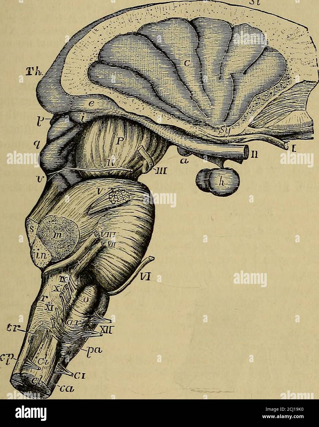 Pyramidal Prominence . Quain's elements of anatomy . and the anterior median fissm-e (fig ...