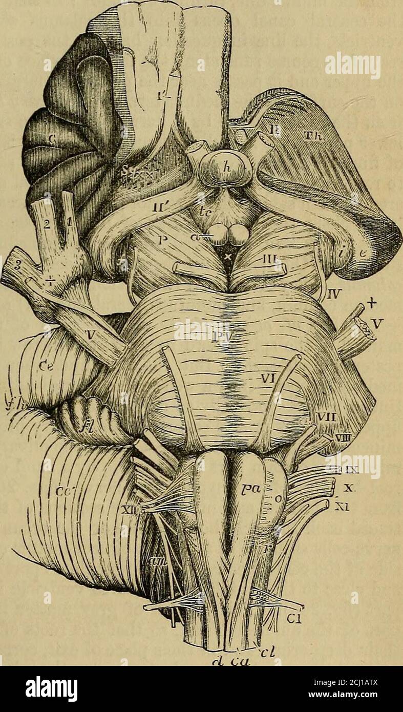 . Quain's elements of anatomy . , anterior per-forated space ; e, the ex-ternal, and /, tlie internalcorpus geniculatum; Ji,the hypophysis cerebri orpituitary body; tc, tubercinereum with the infun-dibulum; a, one of thecorpora albicantia; P, thecerebral peduncle or crus ;/, the fillet; III, close tothe left oculo-motor nerve;X, the posterior perfo-rated space. The following lettersand niimbeis refer to parts in connection with the meduUa oblongata and pons. PV,pons Varolii; V, the greater root of the fifth nerve ; +, the lesser or motor root ; YI,the sixth nerve ; VII, the facial; VIII, the a Stock Photo