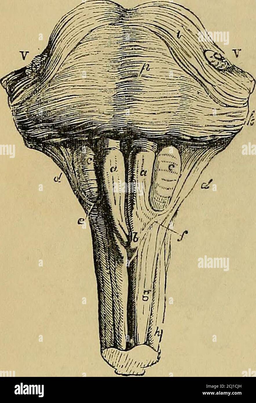 Parts of a spinal cord