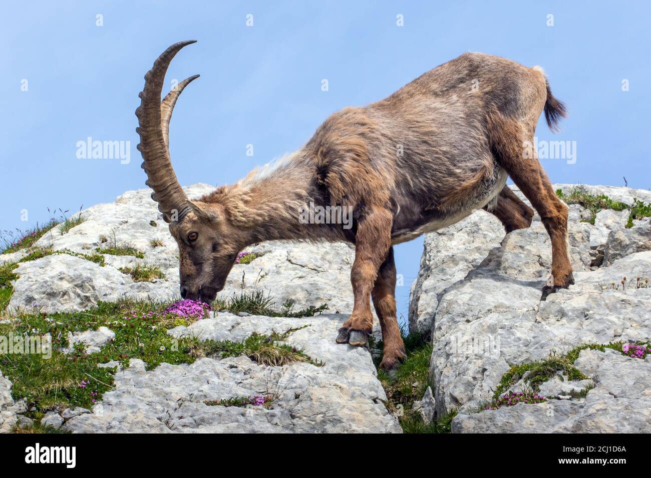 Alpine ibex (Capra ibex, Capra ibex ibex), feeds flowers at a rock, Switzerland, Alpstein, Saentis Stock Photo