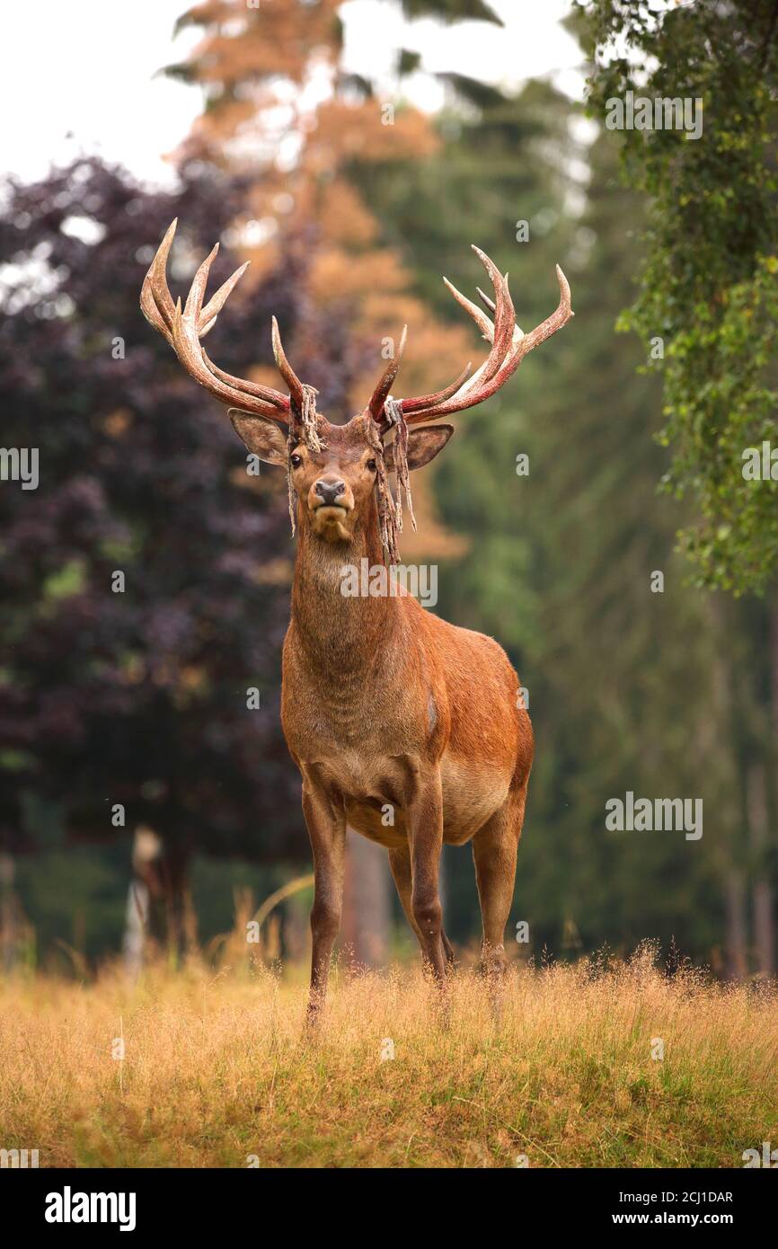red deer (Cervus elaphus), after rubbing off the velvet in a glade in summer, Germany, Saxony, Erz Mountains Stock Photo