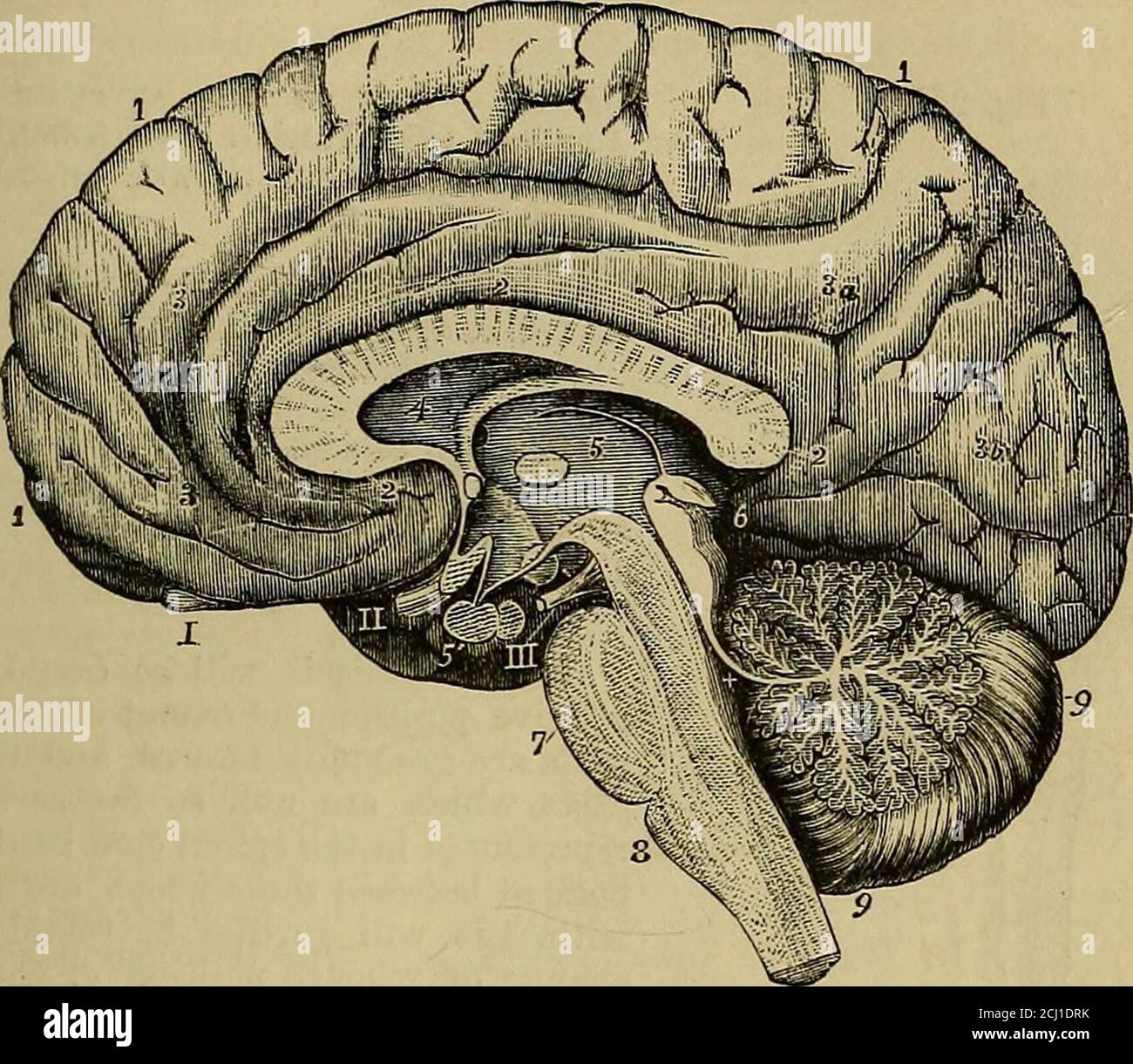 Oblongata medulla Medula Oblongata