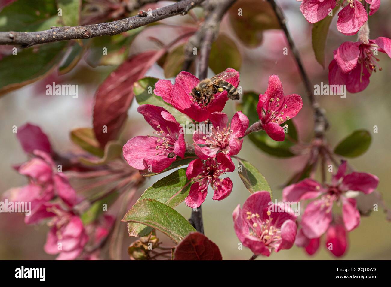 Ornamental apple tree (Malus 'Radiant', Malus Radiant), blooming branch of cultivar Radiant Stock Photo
