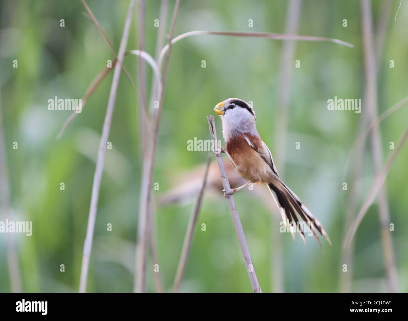 Reed Parrotbill, heude's parrotbill (Paradoxornis heudei), perched on top of a reed stem in marshland, China, Chongming Island Stock Photo
