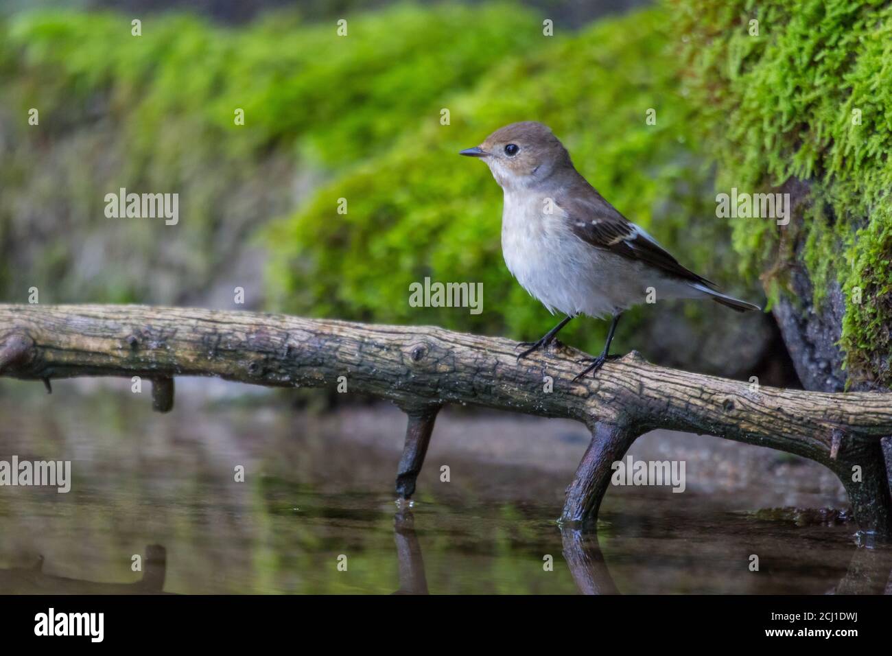 pied flycatcher (Ficedula hypoleuca), female perched on a branch in a pond, Switzerland Stock Photo