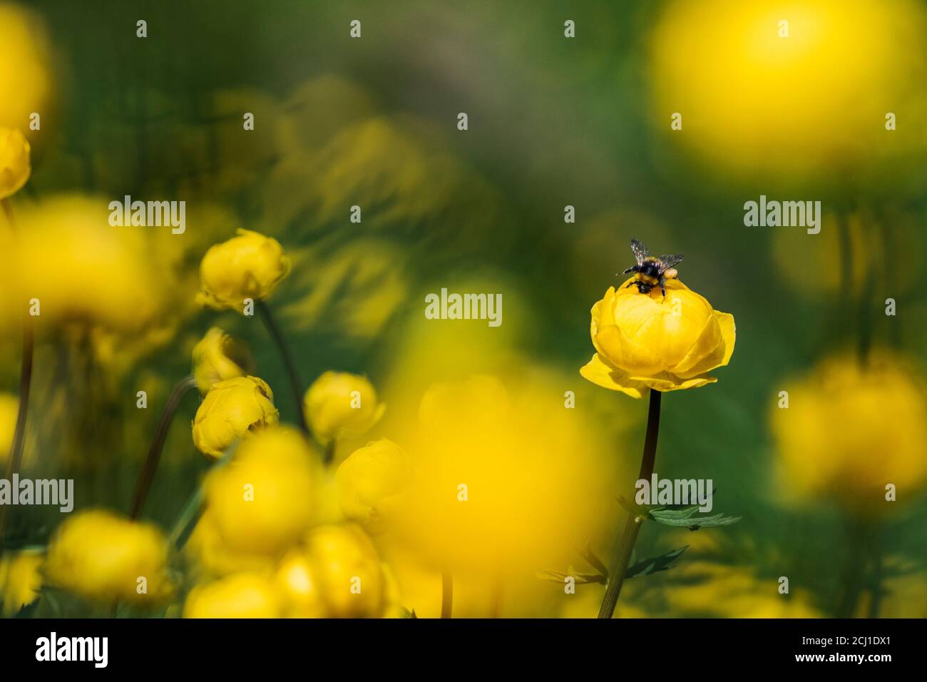 European Globeflower, Globe Flower (Trollius europaeus), blooming with bumble bee, Switzerland Stock Photo
