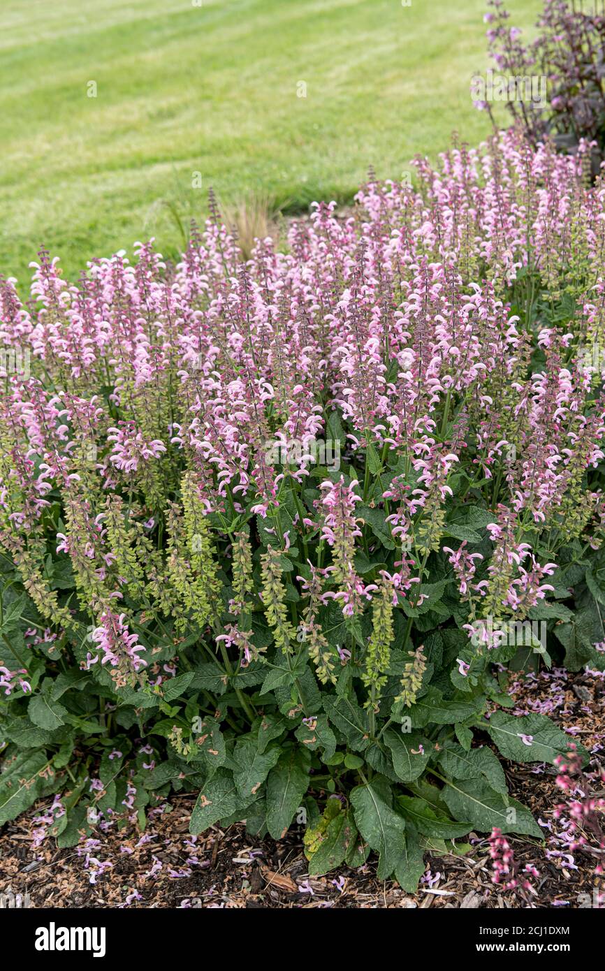 meadow clary, meadow sage (Salvia pratensis 'Fashionista Ballerina Pink', Salvia pratensis Fashionista Ballerina Pink), blooming, cultivar Stock Photo