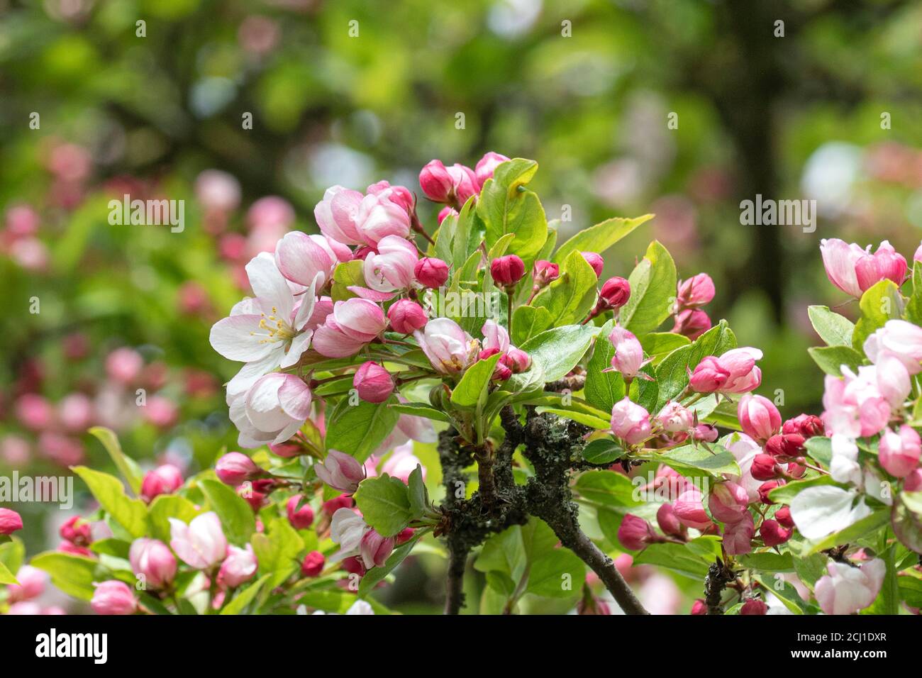 Ornamental apple tree (Malus 'Winter Gold', Malus Winter Gold), blooming branch of cultivar Winter Gold Stock Photo