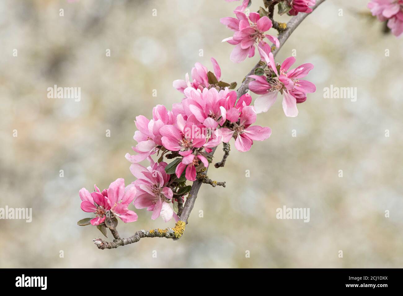 Zita of hi-res stock photography and images - Alamy