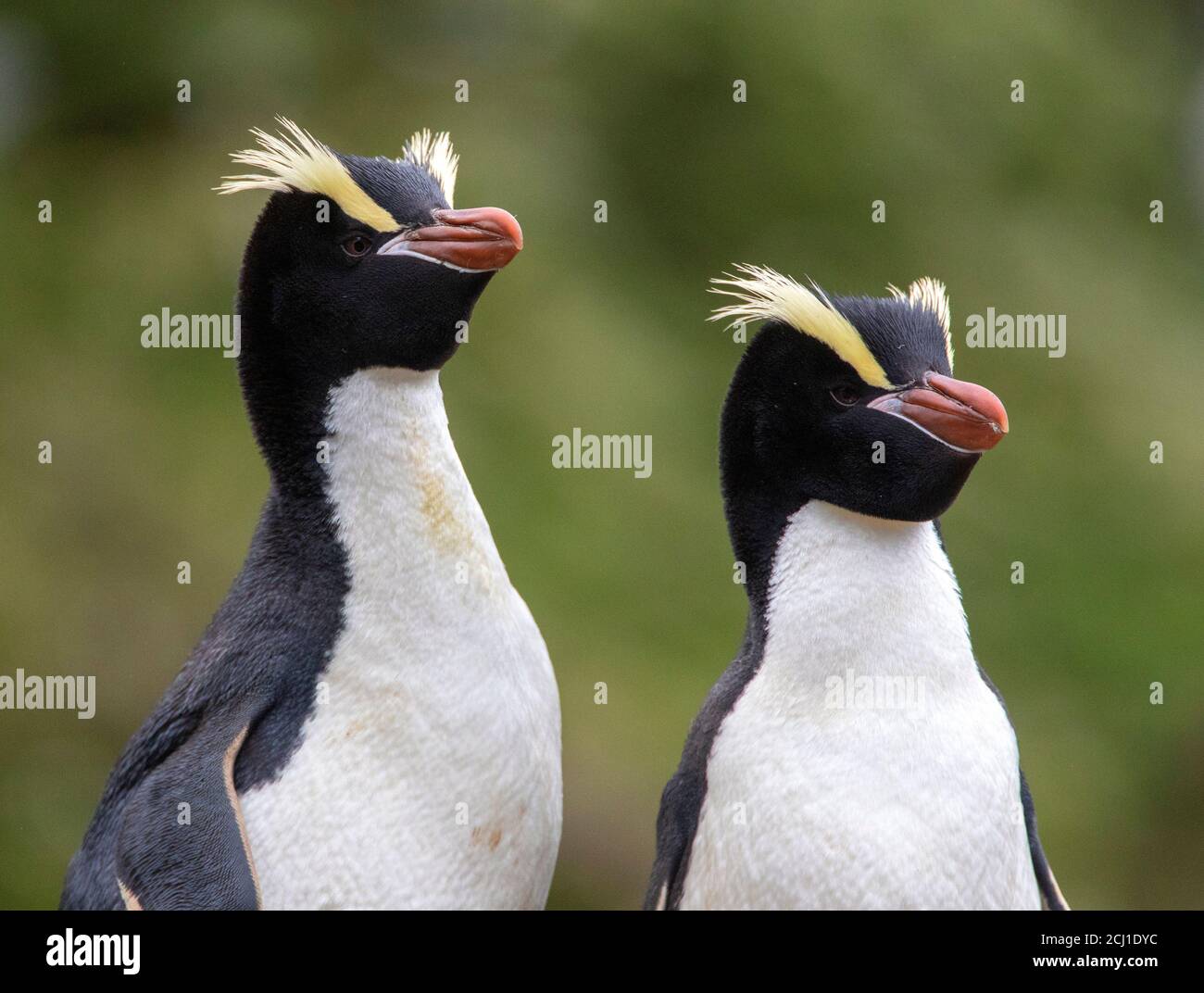 Erect Crested Penguin Swimming
